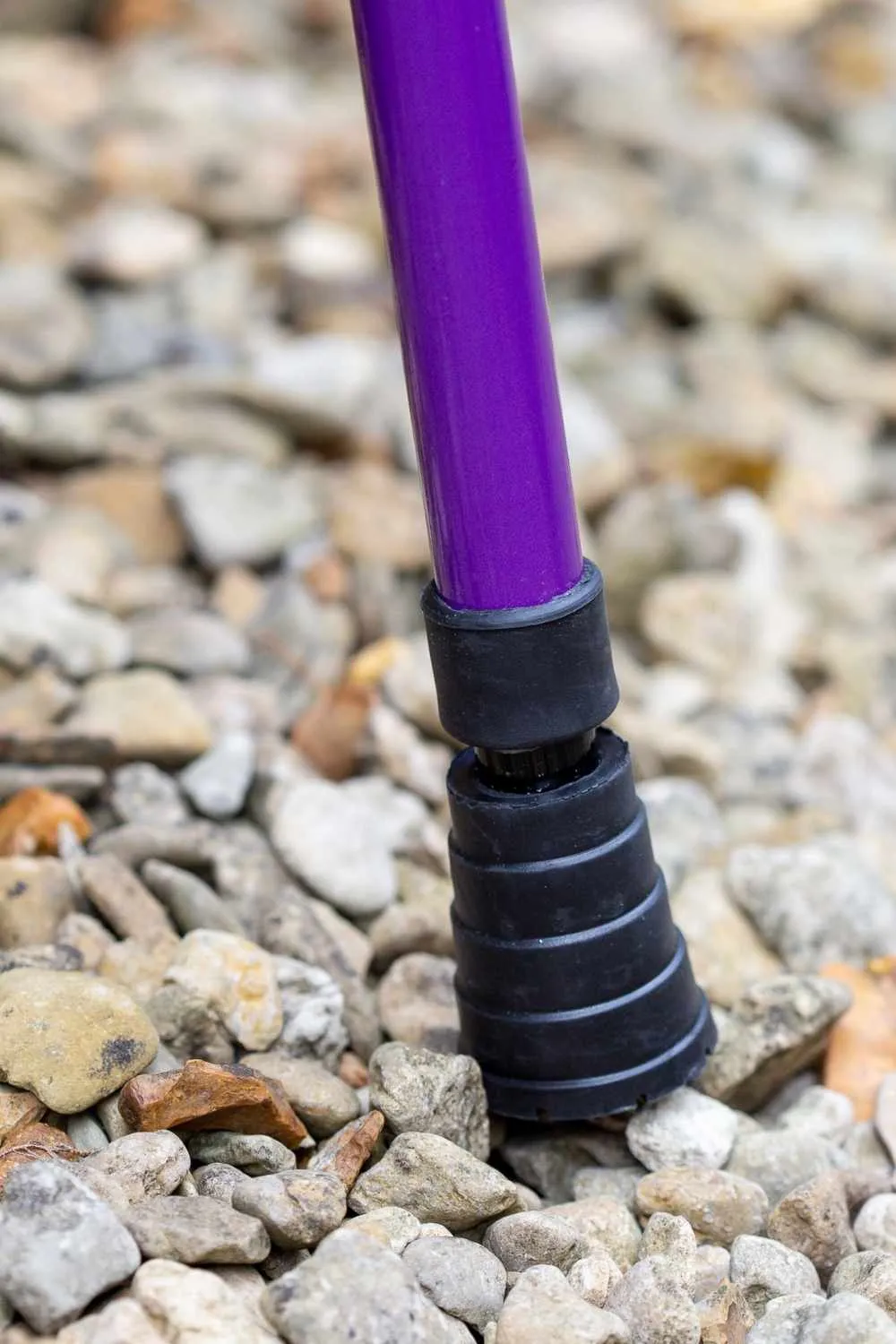Purple Walking Stick