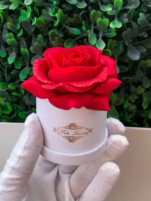 Red Classic Micro Mini - White Box
